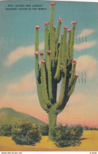 Sahuaro Cactus, 1930-40s
