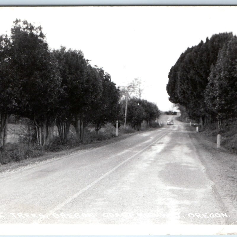 c1940s Oregon Coast Highway RPPC Myrtle Trees Road Trail Real Photo PC OR A164