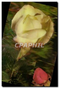 Modern Postcard Fantasy Flowers