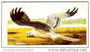 Brooke Bond Tea Trade Card Wild Birds In Britain No 31 Montagu's Harrier