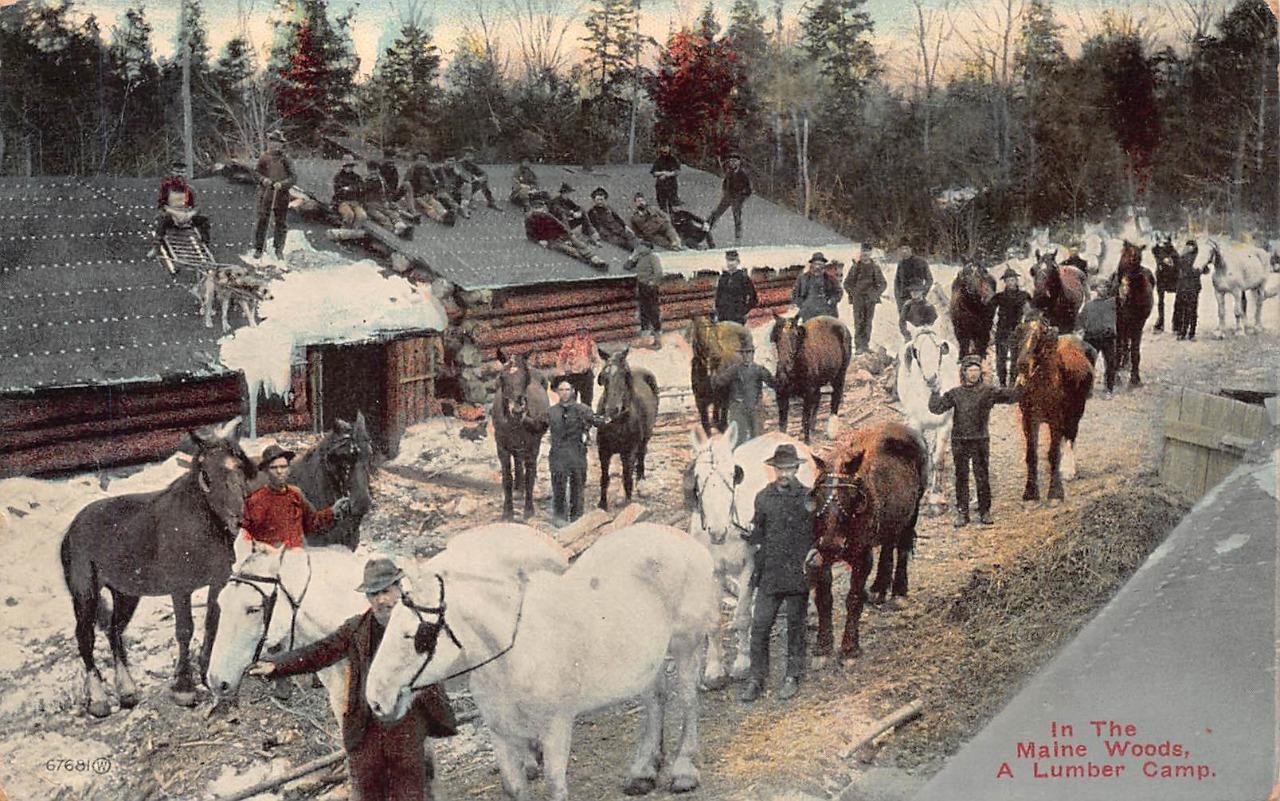 In the Maine Woods a Lumber Camp Logging Postcard 1912 United States