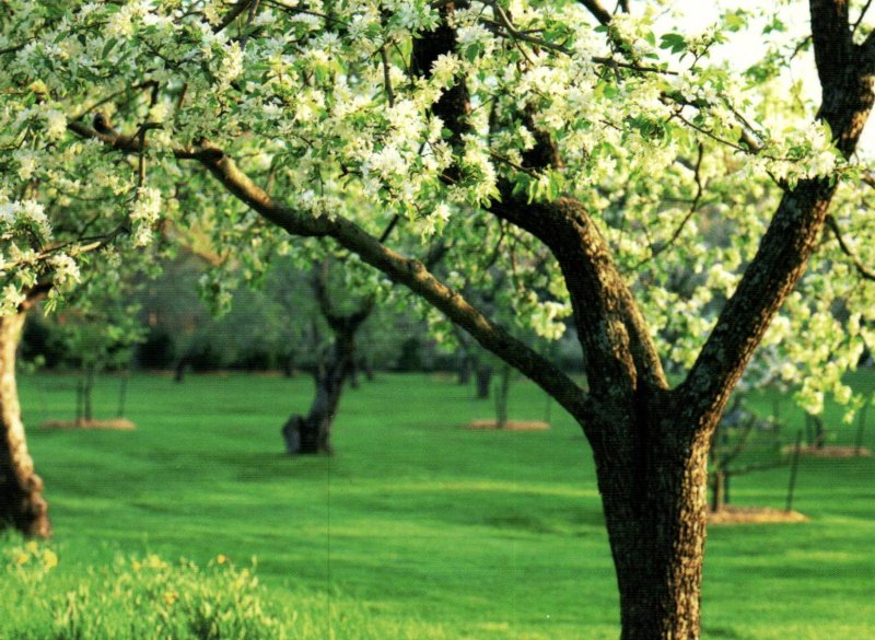 Blomstrende Aebletraeer,Denmark BIN