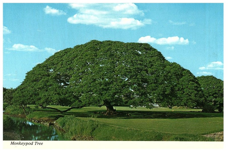 Monkeypod Tree Huge Limbs Spread Out Like Giant Umbrella Hawaii Postcard