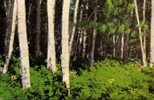 Birch Fern Fir and Flowers 1966