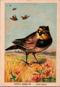 Bird Advertising Card Alouette A Haussecol Noir Alauda Alpestris C005