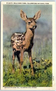 Postcard - Mule Deer Fawn, Yellowstone National Park, Wyoming, USA