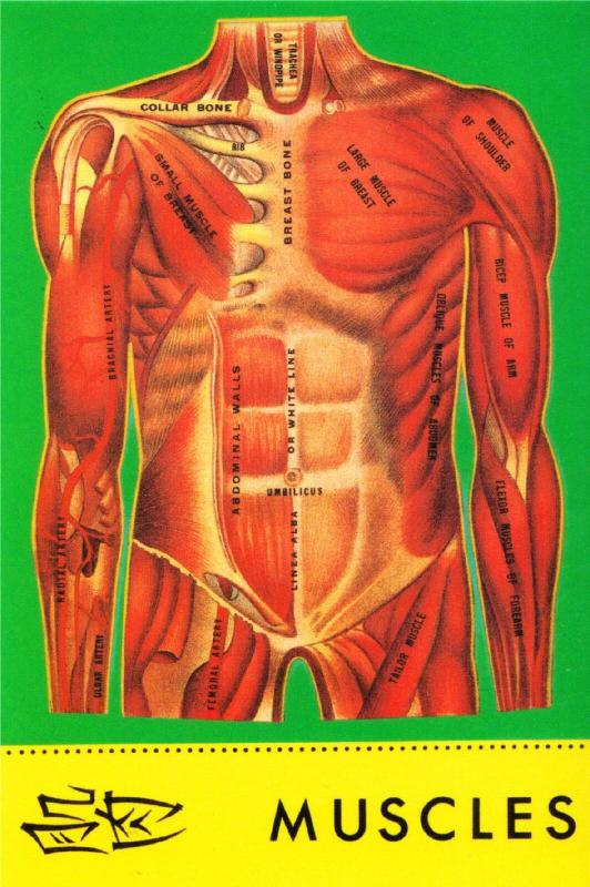 Muscles of the Human Body Chinese Diagram Postcard #2