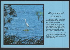 Did You Know? BLUE HERON a Wading Bird with a Long Slender Neck ~ Cont'l