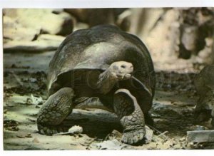 152779 CUBA ZOO American TURTLE old PHOTO PC