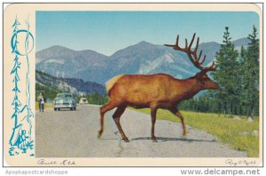 Canada Bull Elk Canadian Rockies