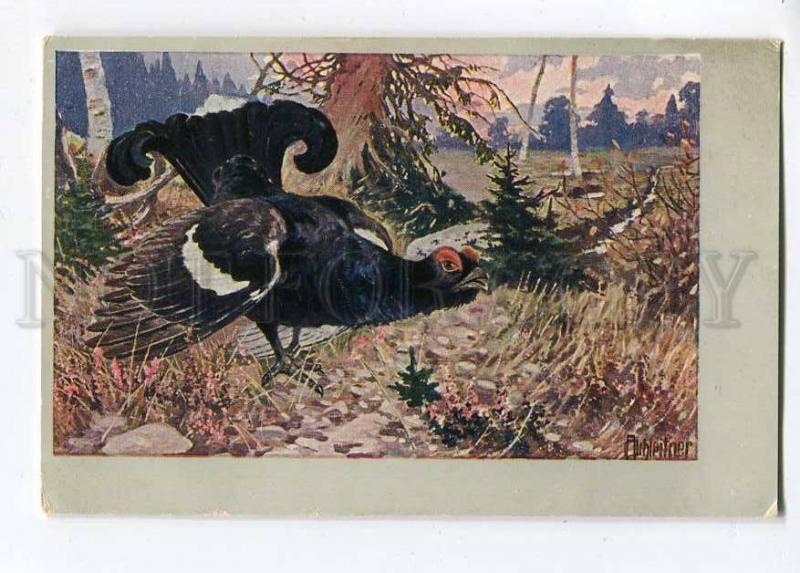 257460 HUNT Bird Capercaillie by ACHLEITNER Vintage PC