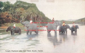 Sri Lanka, Ceylon, Kandy, Temple Elephants after their Bath