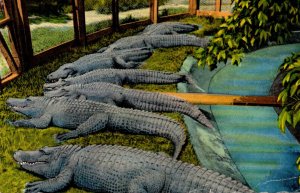 Arkansas Hot Springs Scene At The Alligator Farm 1957