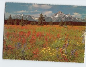 Postcard A Carpet of Wildflowers, Grand Teton National Park, Wyoming