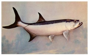 Tarpon