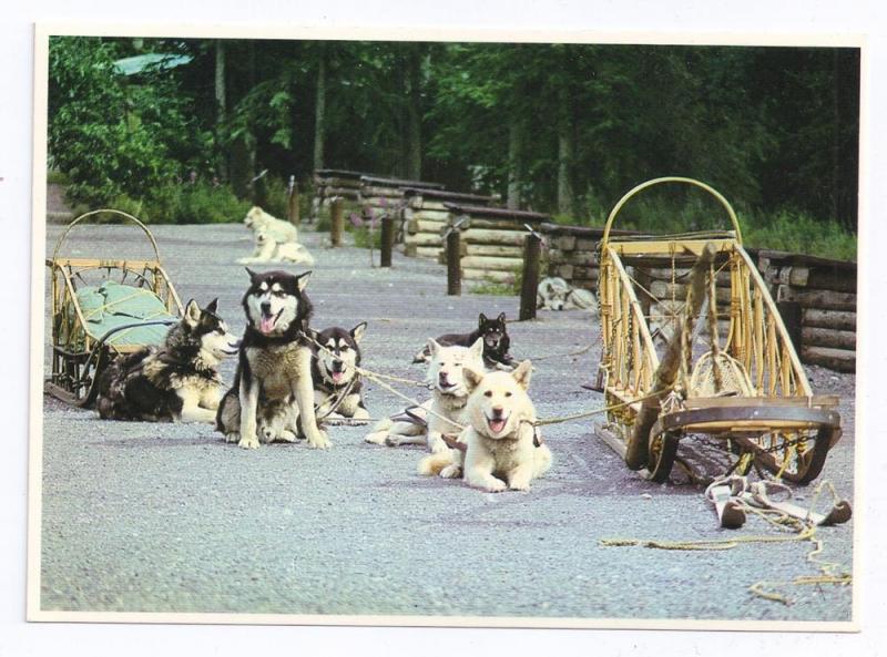 Alaska Dog Sled Team McKinley Park Husky Postcard e