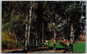 Cairo Catskill Mountains Vermont 1950s Postcard The Birches