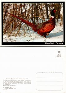 Ring-Neck Pheasant (33110