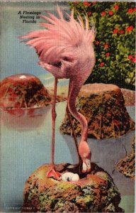 Florida Hialeah Park Flamingo Nesting Curteich