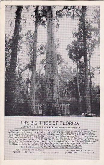 Florida Sanford Thew Big Tree Of Florida