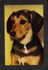 Beagle Dog Pets Postcard Animals