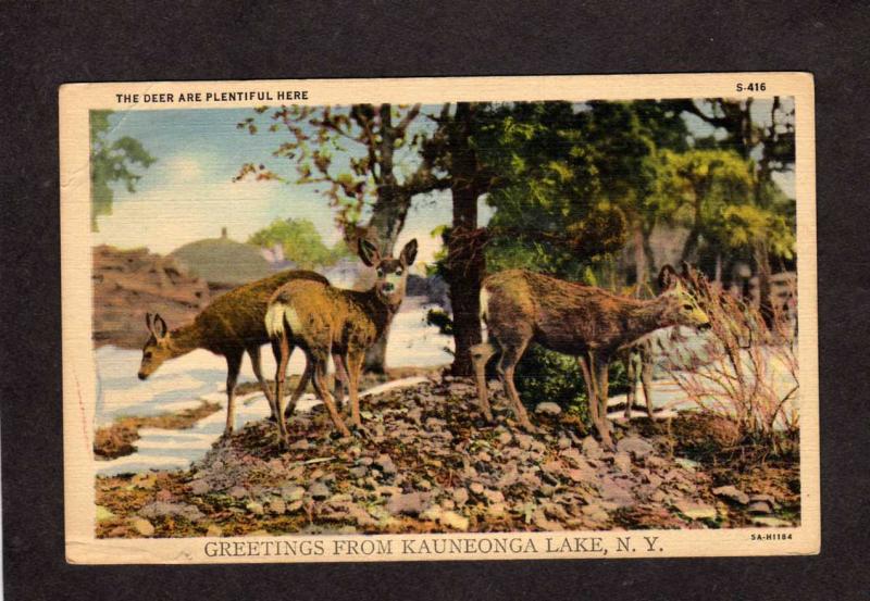 NY Greetings From Kauneonga Lake New York Postcard Deer Animals