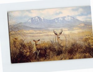 Postcard Western White Tailed Deer, Denver Museum of Natural History, Denver, CO