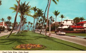 Vintage Postcard Royal Palm Way Beach Mass Of Granite Stone Mountain Georgia GA