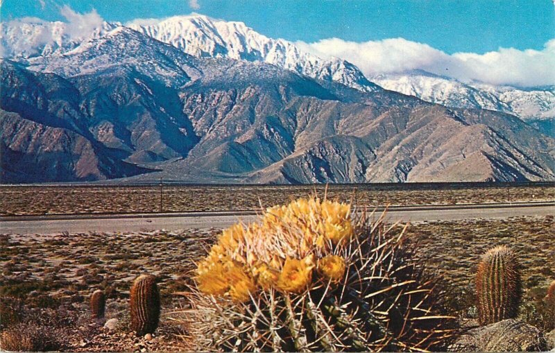 United States barrel cactus Nevada desert and mountains