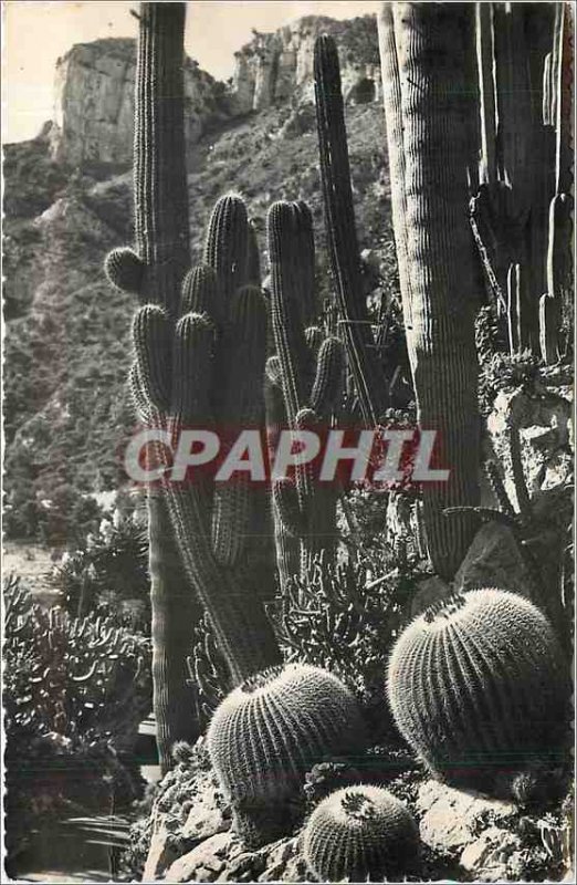 Old Postcard EXOTIC GARDEN OF MONACO