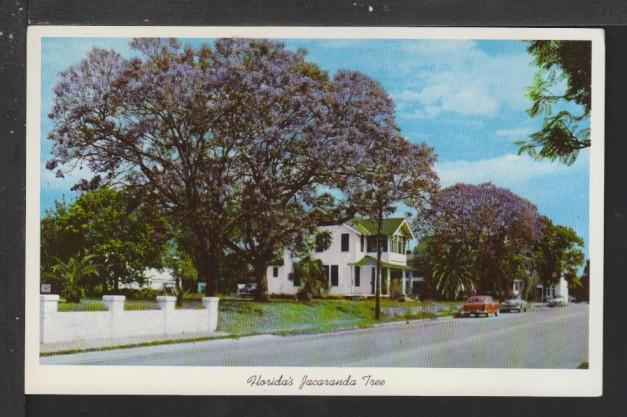 Jacranda Tree,FL Postcard 