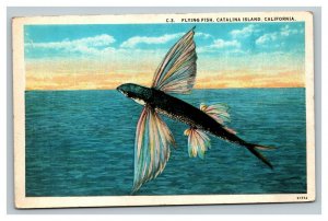Vintage 1930's Postcard Pacific Ocean Flying Fish Catalina Island California