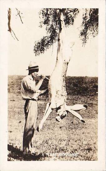 Texas Hnter Skinning A Large Texas Jack Rabbit 1945 Real Photo