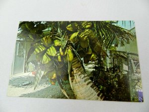 Vintage Postcard Coconut Palm American Tropics 1979