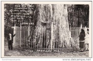 Florida Longwood The Big Cypress Tree At Big Tree Park Real Photo