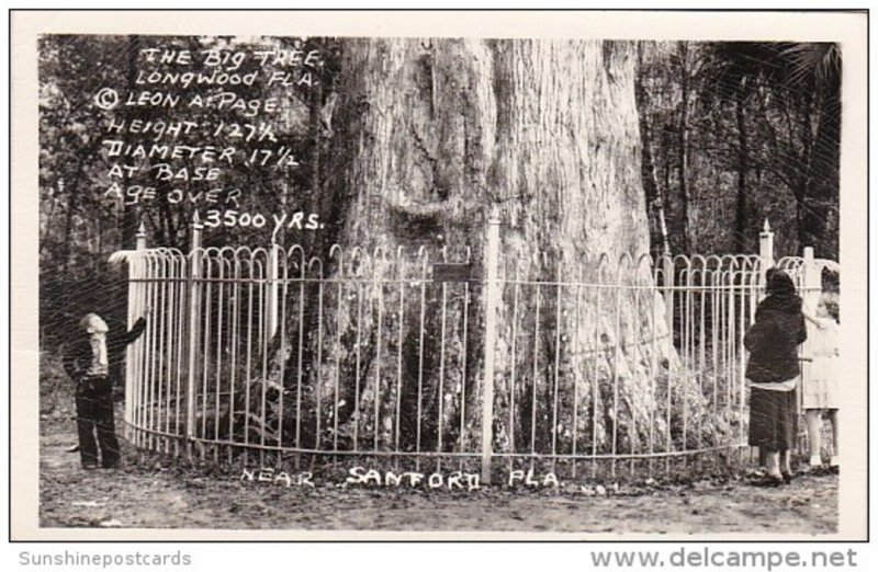 Florida Longwood The Big Cypress Tree At Big Tree Park Real Photo