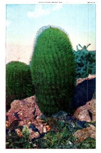 Barrell Cactus Arizona Cactus Postcard Posted 1938