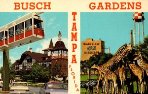 Florida Tampa Busch Gardens Skyrail Safari & Giraffes