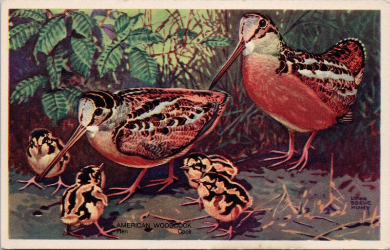 American Woodcock Hen Chicks L Bird National Wildlife Bogue Hunt Postcard G75