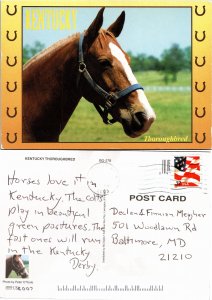 Kentucky Thoroughbred(33083