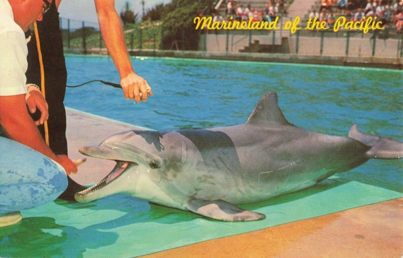 Postcard Flipper Marineland of the Pacific California