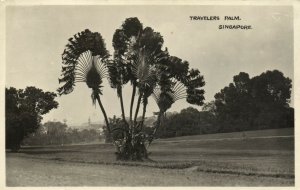 PC CPA SINGAPORE, TRAVELERS PALM, VINTAGE REAL PHOTO POSTCARD (b11942)