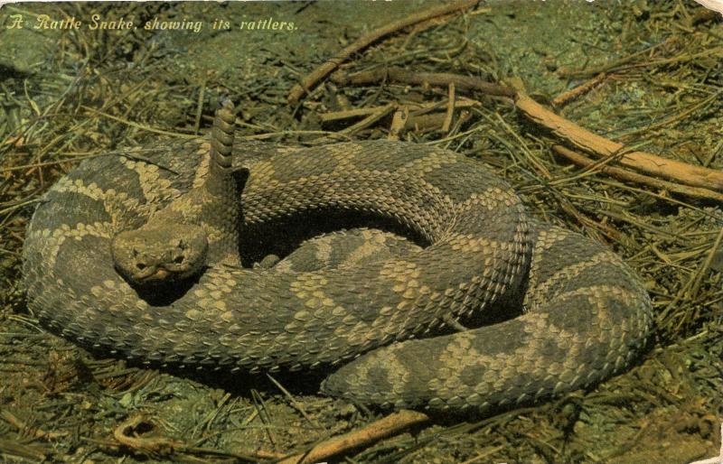 Rattlesnake Showing its Rattlers