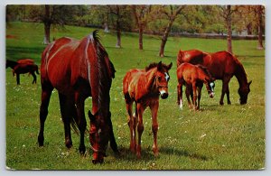 Animal~Horses Grazing On Blue Grass Lexington Kentucky~Vintage Postcard