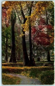 M-13753 Woods/Forest/Landscape Scene Trees Art/Photo/Picture Print