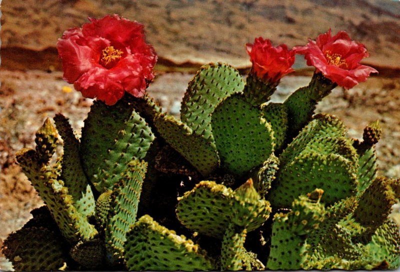 Arizona Desert Scene Magenta Beaver Tail Cactus