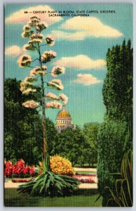 Sacramento California~Century Plant In Bloom @ State Capitol~Vtg Linen Postcard