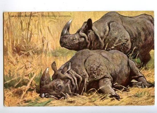 170321 HUNT Indian RHINOCEROS Nashorn by KUHNERT vintage PC