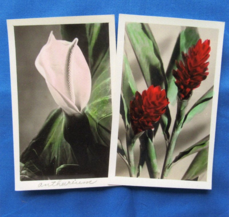 Flowers Postcards Vintage Garden Floral Photos Blossoms White Borders