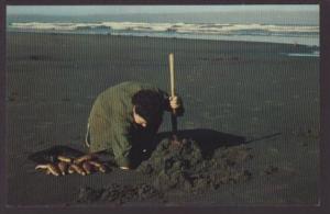 Clam Digging,Pacific Coast Postcard 